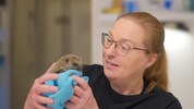 Bei Maria Hochhauser werden die kleinen Stachler fachgerecht aufgepäppelt und im Frühjahr wieder ...