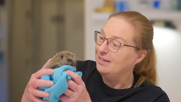 Bei Maria Hochhauser werden die kleinen Stachler fachgerecht aufgepäppelt und im Frühjahr wieder ...