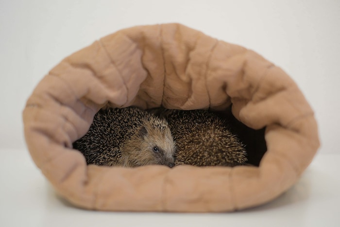 In der Ersthilfestation von Maria Hochhauser haben es die kleinen Stachler wohlig warm.