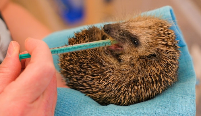 Die oft kranken, von Parasiten befallenen und lebensgefährlich untergewichtigen Tiere müssen ...