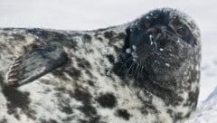 Die Klappmütze zählt zu den gefährdetsten Tierarten des Jahres.