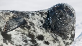 Die Klappmütze zählt zu den gefährdetsten Tierarten des Jahres.