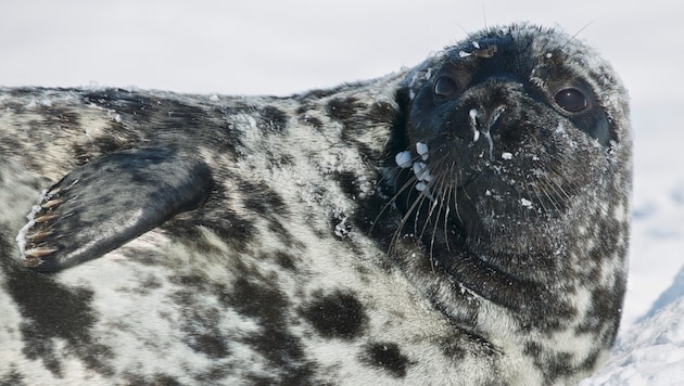 Die Klappmütze zählt zu den gefährdetsten Tierarten des Jahres.