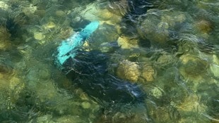 Der türkise Müllsack und der dunkle Stein bildeten einen makabren Anblick, der auf Schlimmeres ...