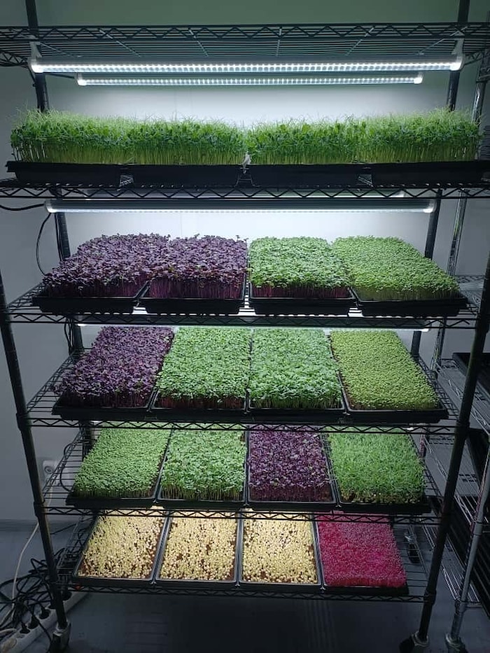 Radieschen, Rettich, roter Amarant, Erbsen und noch viel mehr gibt’s bei Thomas Valuch und ...