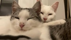 Panik zu Mitternacht – das muss für Katz’ und Hund zu Silvester nicht unbedingt sein.