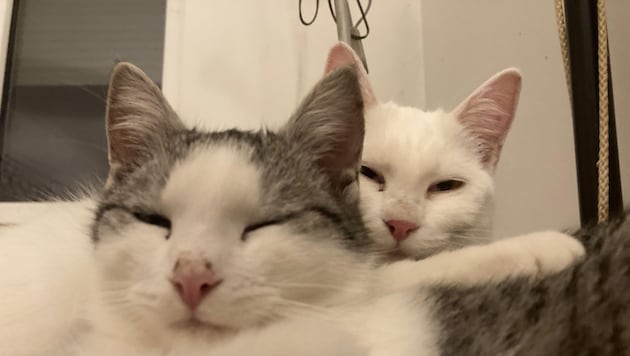 Panik zu Mitternacht – das muss für Katz’ und Hund zu Silvester nicht unbedingt sein.