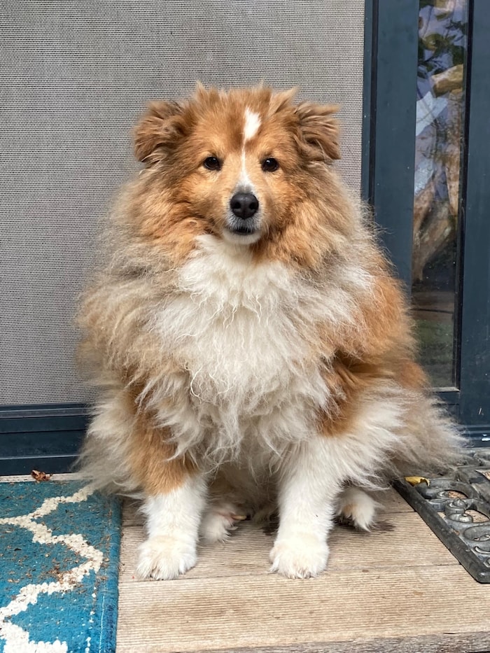 Ein ausgedehnter Spaziergang am Nachmittag kann Hunde