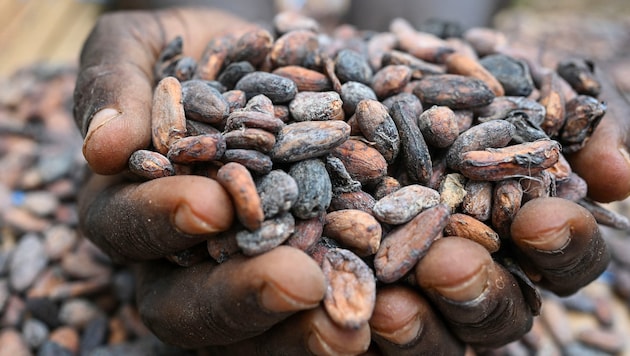 Schokolade – ein Muss für Weihnachten und Silvester. Doch Kakao zählt zu den größten Treibern ...