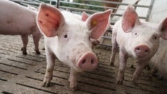 Ein vollständiges Aus für Spaltenböden ist nicht in Sicht.  