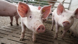 Ein vollständiges Aus für Spaltenböden ist nicht in Sicht.  