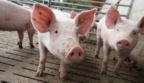 Ein vollständiges Aus für Spaltenböden ist nicht in Sicht.  