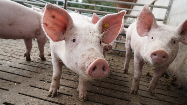 Ein vollständiges Aus für Spaltenböden ist nicht in Sicht.