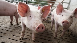 Ein vollständiges Aus für Spaltenböden ist nicht in Sicht.  