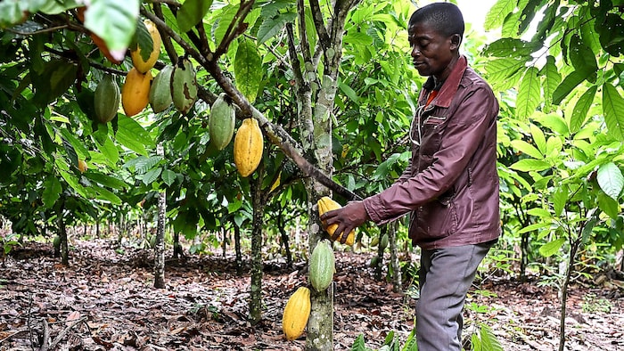 Der Großteil des Kakaos kommt aus Westafrika.