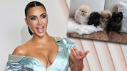 Kim Kardashian schenkte ihren vier Kindern je einen flauschigen Welpen zu Weihnachten und wird ...