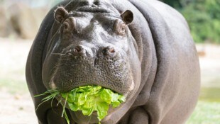 Die Nilpferde erfreuen sich am Gemüse