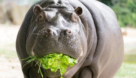 Die Nilpferde erfreuen sich am Gemüse