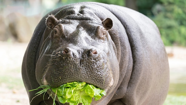 Die Nilpferde erfreuen sich am Gemüse