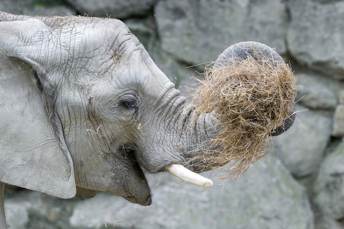 Ingesamt wurden heuer 300 Tonnen Heu verfuttert