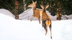 Werden Wildtiere aufgeschreckt, verbraucht jede Flucht durch den Tiefschnee lebenswichtige ...
