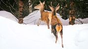 Werden Wildtiere aufgeschreckt, verbraucht jede Flucht durch den Tiefschnee lebenswichtige ...