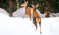 Werden Wildtiere aufgeschreckt, verbraucht jede Flucht durch den Tiefschnee lebenswichtige ...