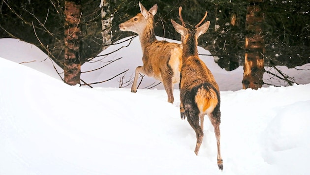 Werden Wildtiere aufgeschreckt, verbraucht jede Flucht durch den Tiefschnee lebenswichtige ...