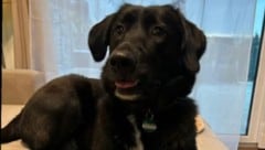 „Mika“ (re.) war nach einem Böllerknall drei Tage verschwunden.