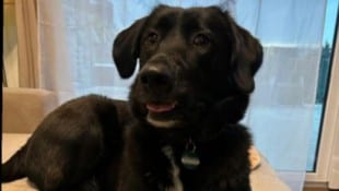 „Mika“ (re.) war nach einem Böllerknall drei Tage verschwunden.