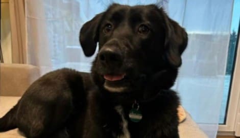 „Mika“ (re.) war nach einem Böllerknall drei Tage verschwunden.