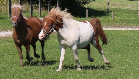 Das Kind wurde von einem Pony im Gesicht getroffen (Symbolbild).