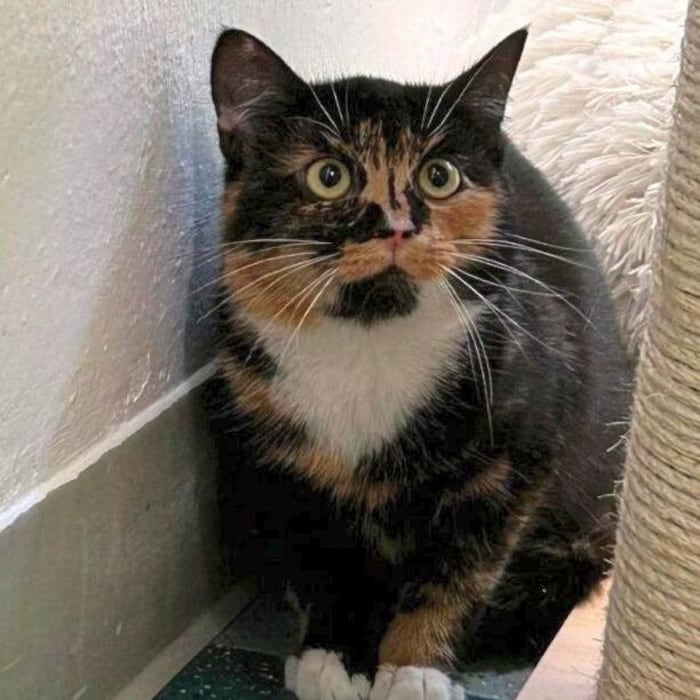 Hübsches Katzenmäderl sucht Traumplatz