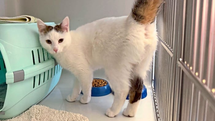 Zutraulicher Kater aufgefunden