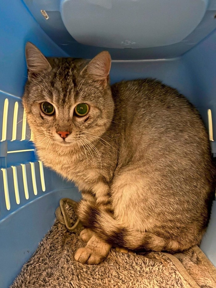 Tigerkatzerl sucht neues Zuhause