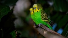 Die Wellensittiche im Haus des Meeres verbringen Silvester lieber in aller Ruhe