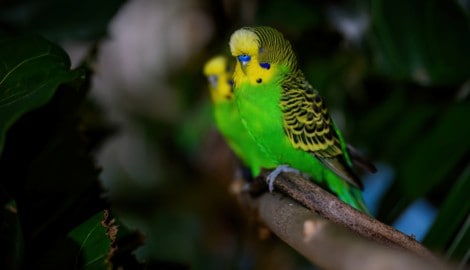 Die Wellensittiche im Haus des Meeres verbringen Silvester lieber in aller Ruhe