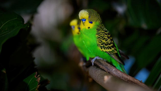Die Wellensittiche im Haus des Meeres verbringen Silvester lieber in aller Ruhe