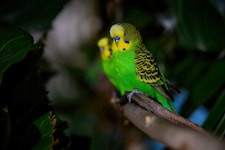 Die Wellensittiche im Haus des Meeres verbringen Silvester lieber in aller Ruhe