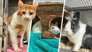 Ob Kater Arnie, Ratte Crumble oder Kaninchen Wasabi, sie alle suchen einen schönen Platz zum ...