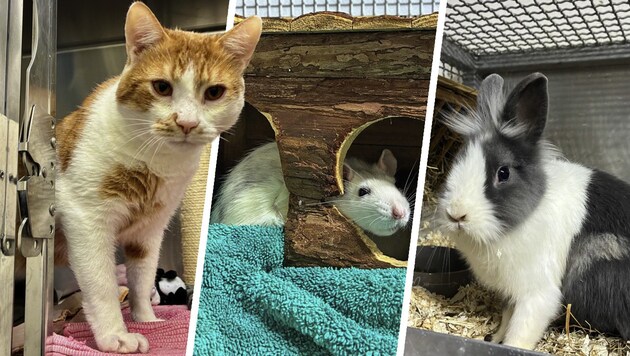 Ob Kater Arnie, Ratte Crumble oder Kaninchen Wasabi, sie alle suchen einen schönen Platz zum ...