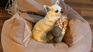 Chihuahua-Dame „Phoeby“ wird schmerzlich vermisst.
