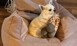 Chihuahua-Dame „Phoeby“ wird schmerzlich vermisst.