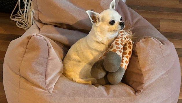 Chihuahua-Dame „Phoeby“ wird schmerzlich vermisst.