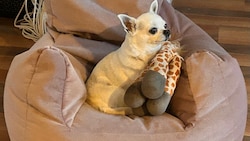 Chihuahua-Dame „Phoeby“ wird schmerzlich vermisst.