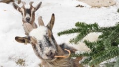 Gerade Fluchttiere reagieren sensibel.