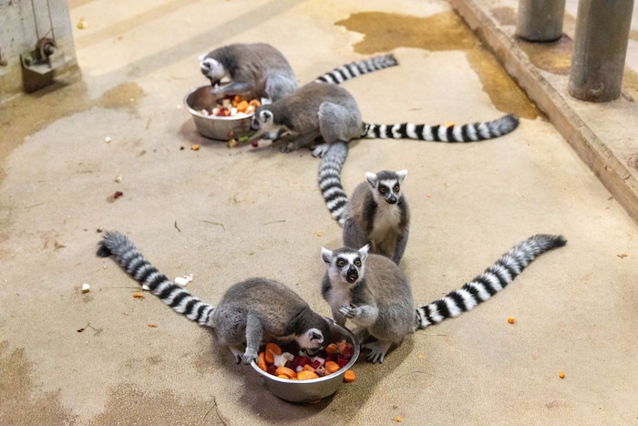 Kattas kommen in der Silvesternacht nach drinnen.