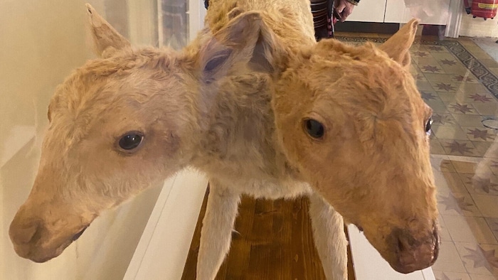 Ein ganz besonderes, aber schauriges Exponat: ein Kalb mit zwei Köpfen.