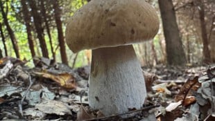 Von oben Satelliten-genau analysiert werden Pilze und Bäume im Wienerwald, aber auch in der ...