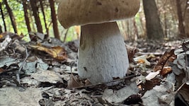 Von oben Satelliten-genau analysiert werden Pilze und Bäume im Wienerwald, aber auch in der ...